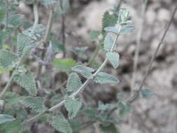 Nepeta argolica Bory & Chaub. resmi