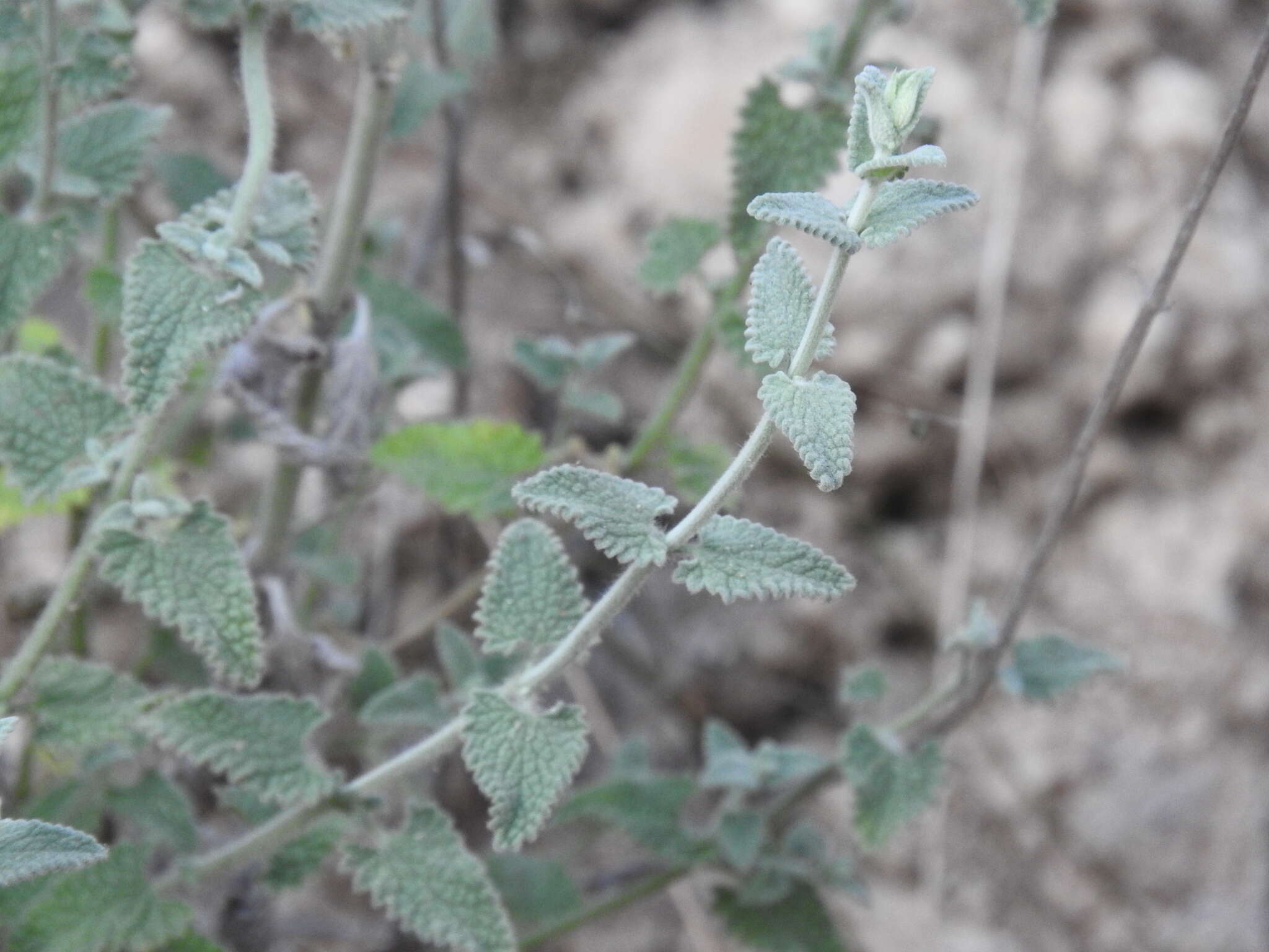 Nepeta argolica Bory & Chaub. resmi