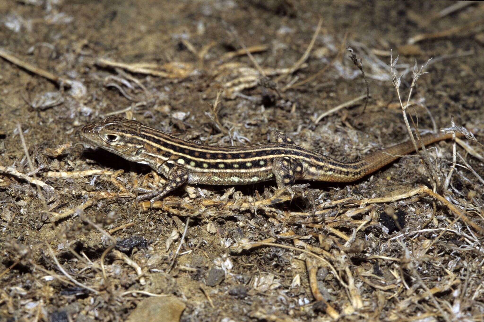 Image of Acanthodactylus lineomaculatus Duméril & Bibron 1839