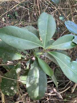 صورة Ardisia obovata Ham.