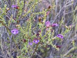 Image of Eremophila parvifolia subsp. auricampa