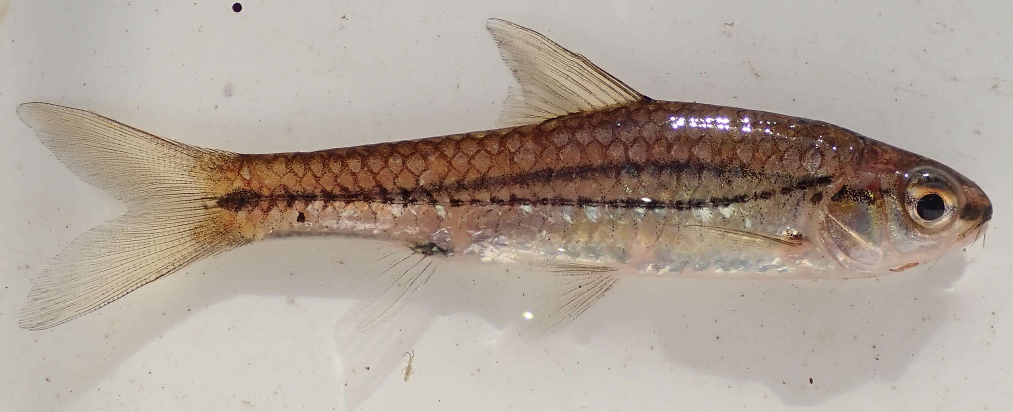 Image of Hyphen barb