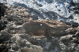 Image of Andros Island Iguana