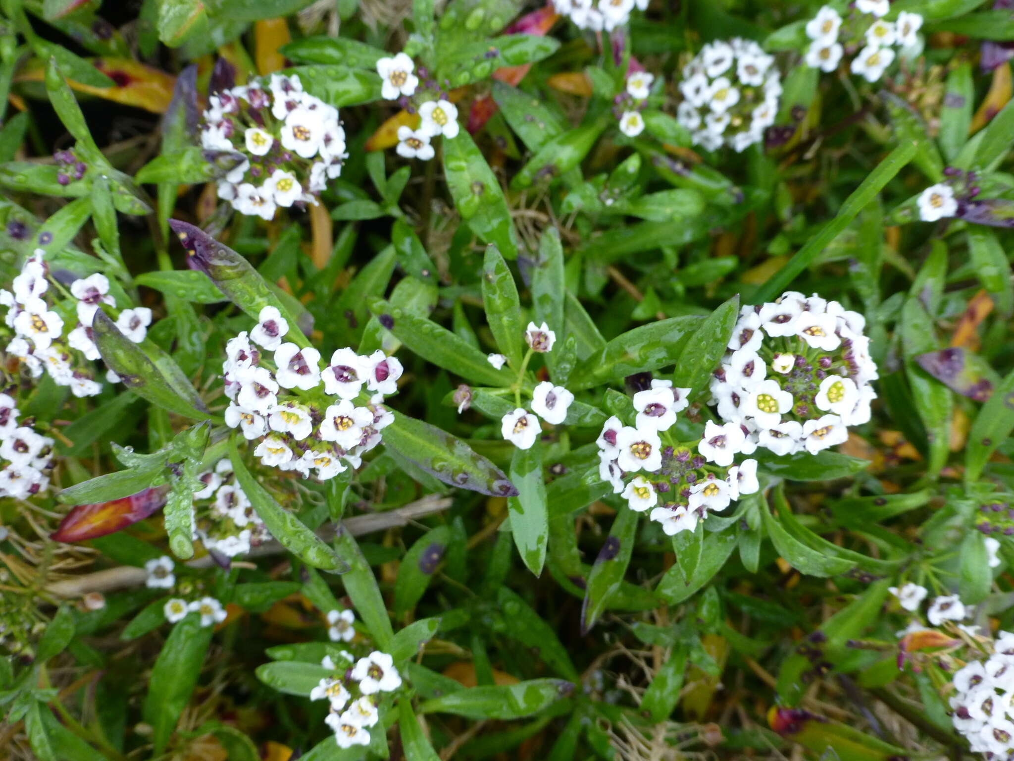 Image de Lobularia