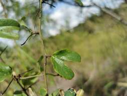 Image of Passiflora standleyi Killip