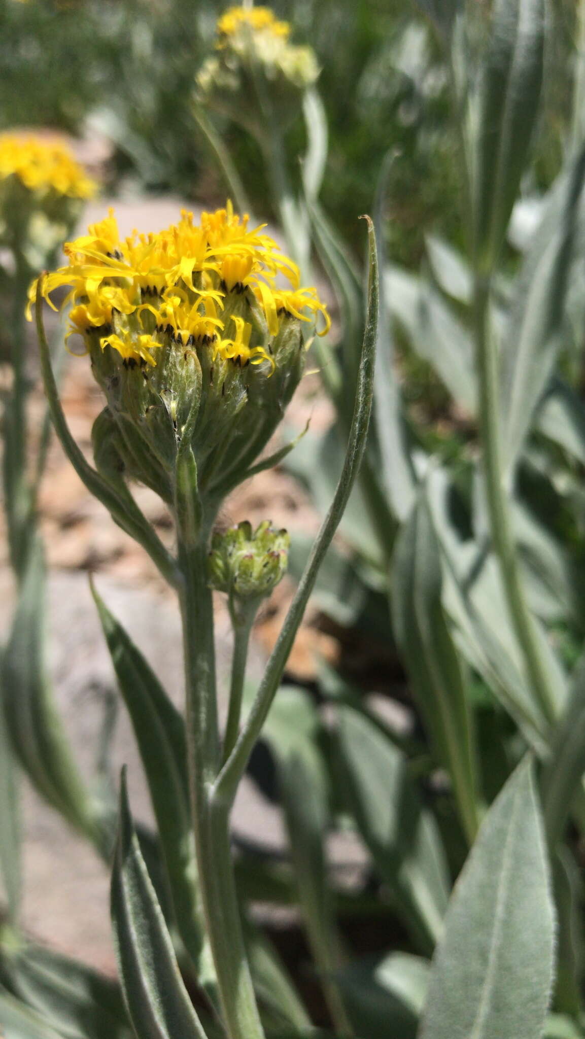 Imagem de Senecio atratus Greene