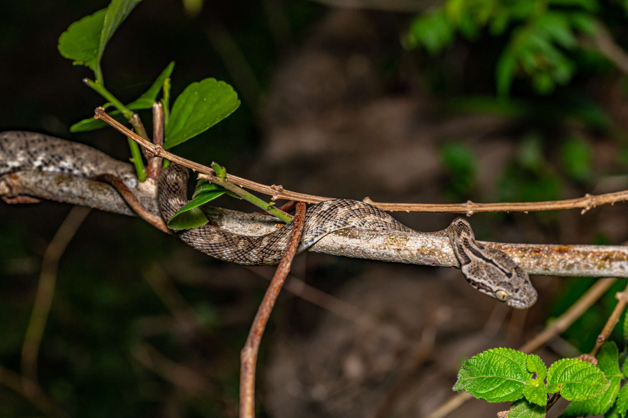 Image of Forsten's Cat Snake
