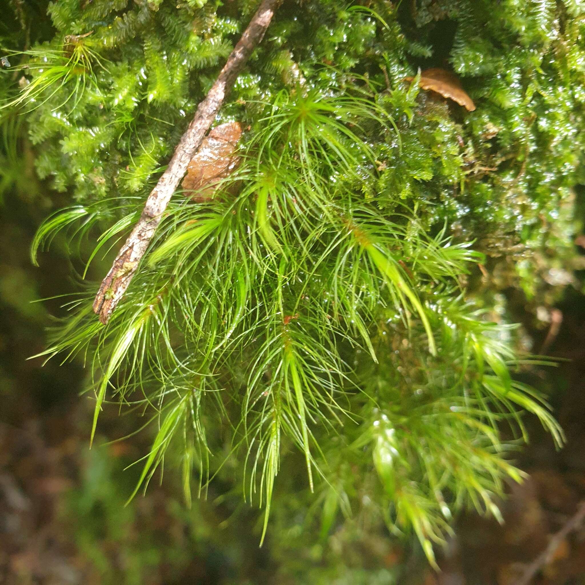 Dicranoloma menziesii Paris 1904的圖片