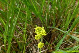 صورة Lomatium bradshawii (Rose ex Mathias) Mathias & Constance