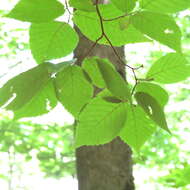 Image de Ostrya virginiana subsp. virginiana