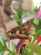 Image of Attacus taprobanis Moore (1882)