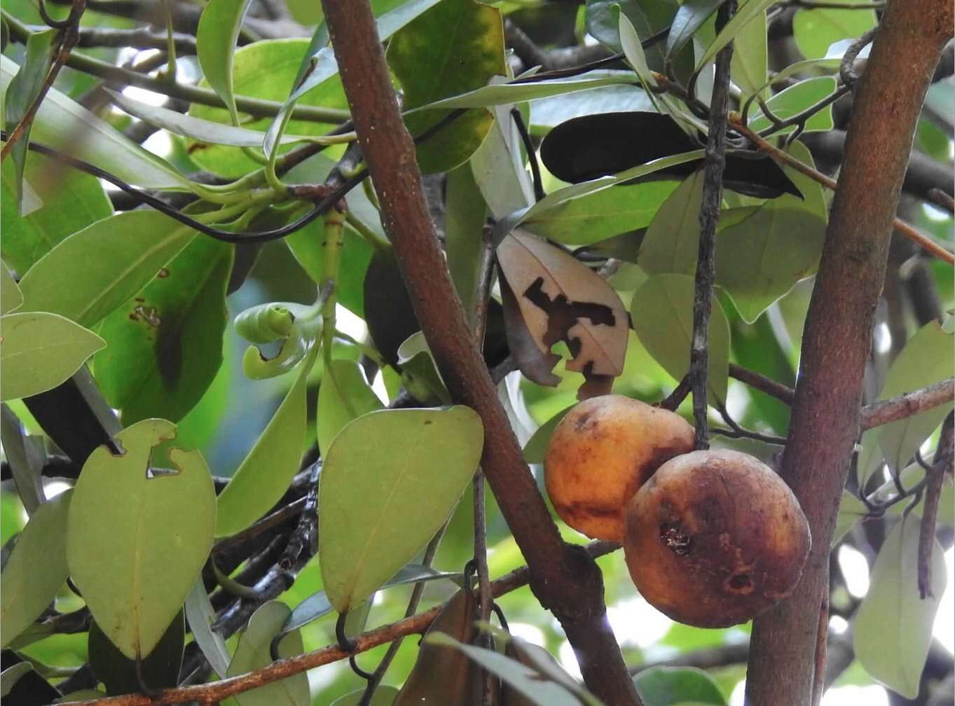 Image of Garcinia oblongifolia Champ. ex Benth.