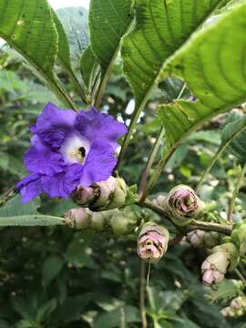 Image of Strobilanthes callosa Wall. ex Nees