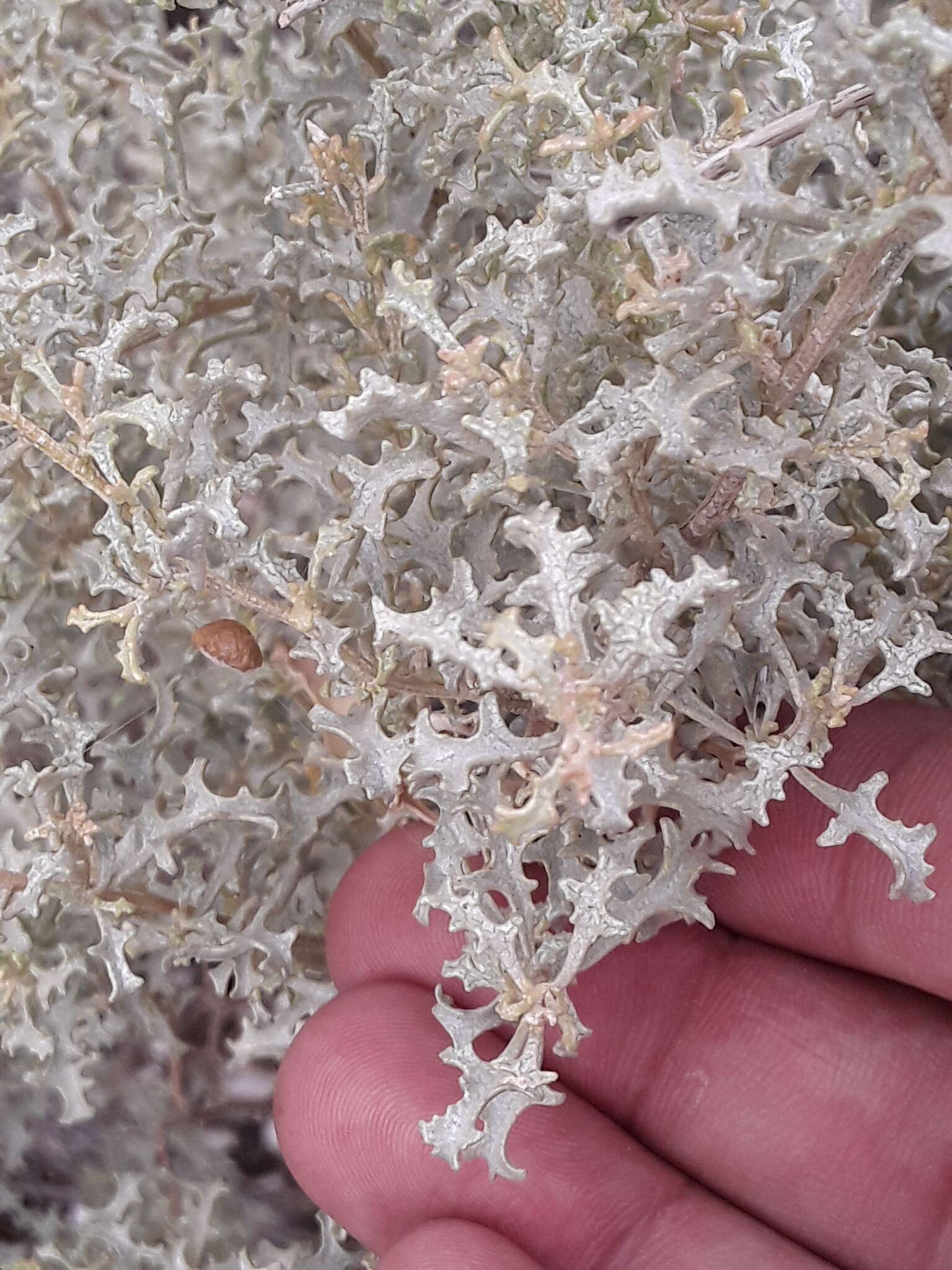 Image of South American saltbush