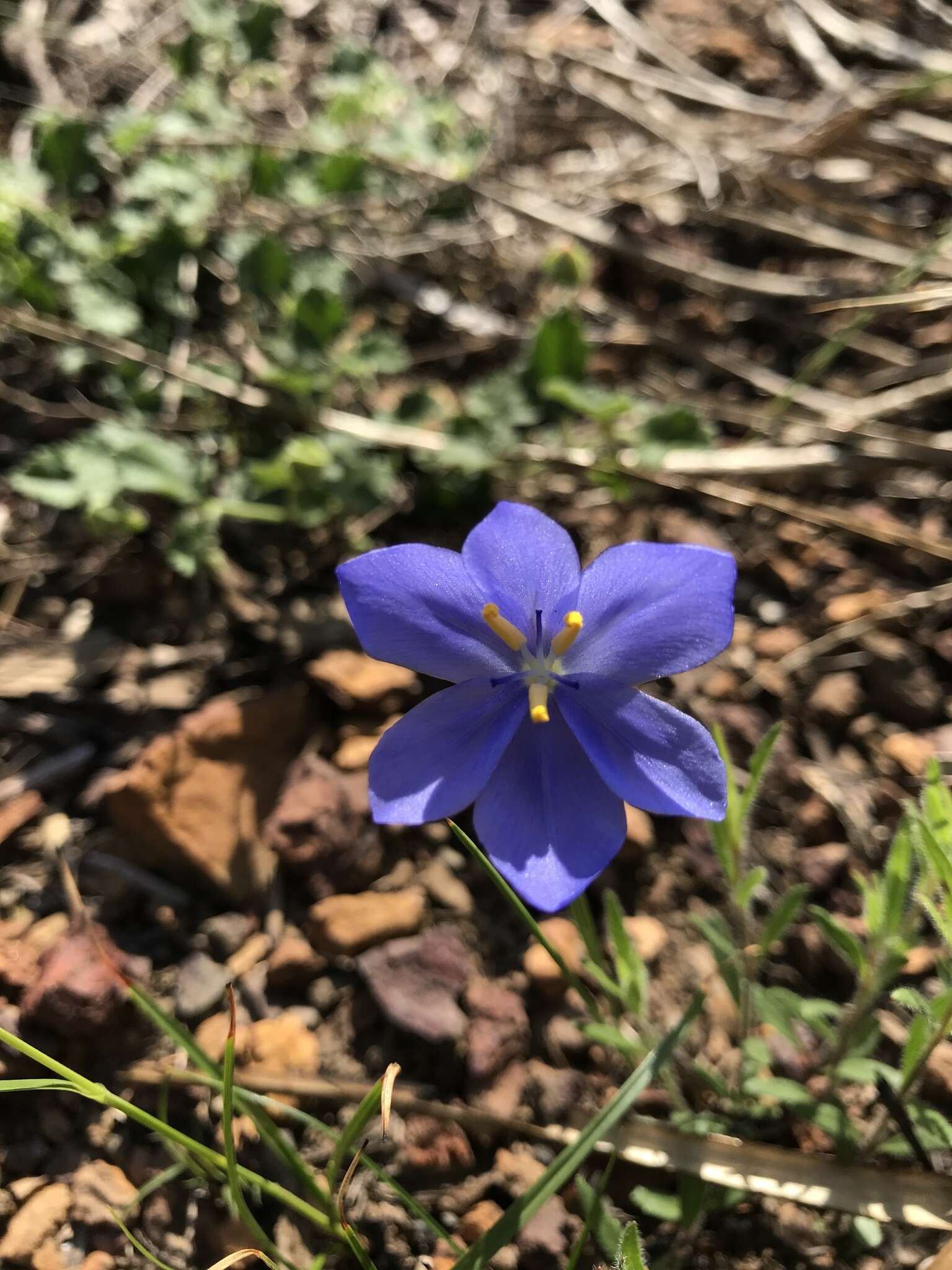 Calydorea resmi