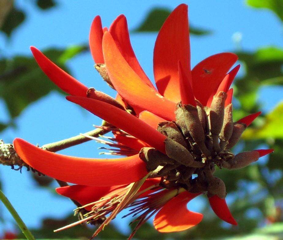 Image of Common Coral tree