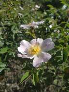 Image of Rosa balsamica Bess.
