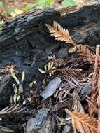 Imagem de Xylaria vasconica J. Fourn. & M. Stadler 2011