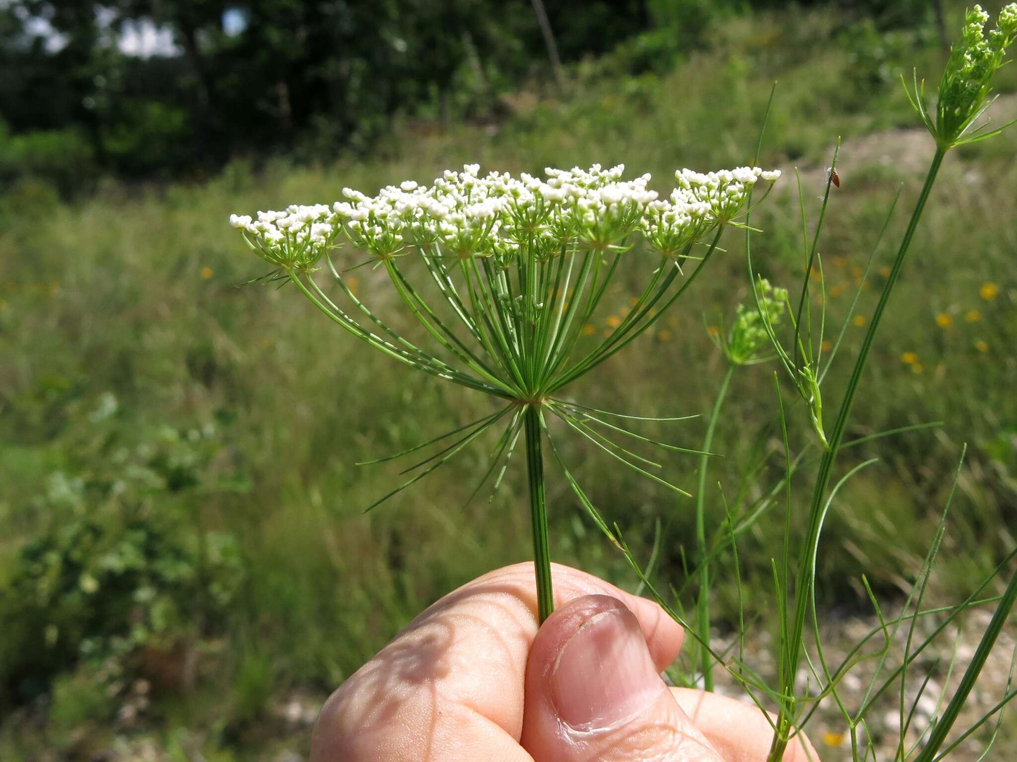 Plancia ëd Ptilimnium nuttallii (DC.) Britt.