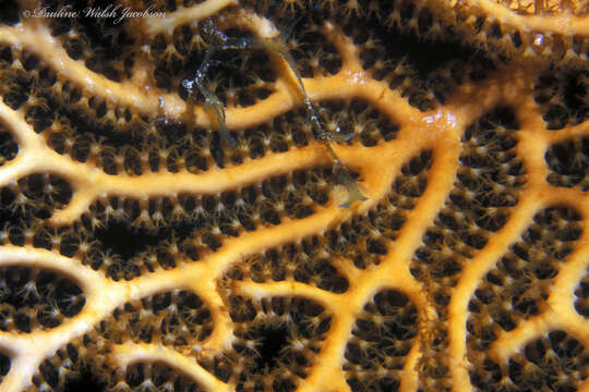 Image of Black Sea fan