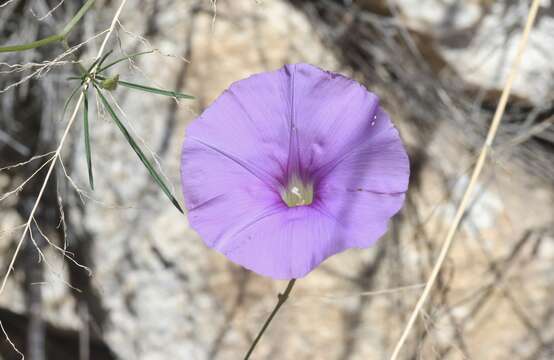 Imagem de Ipomoea ternifolia Cav.