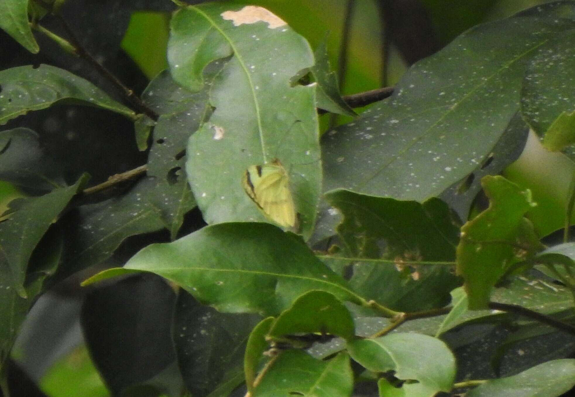 Image of Enantia clarissa (Weymer 1895)