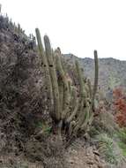 Image of Echinopsis chiloensis (Colla) H. Friedrich & G. D. Rowley