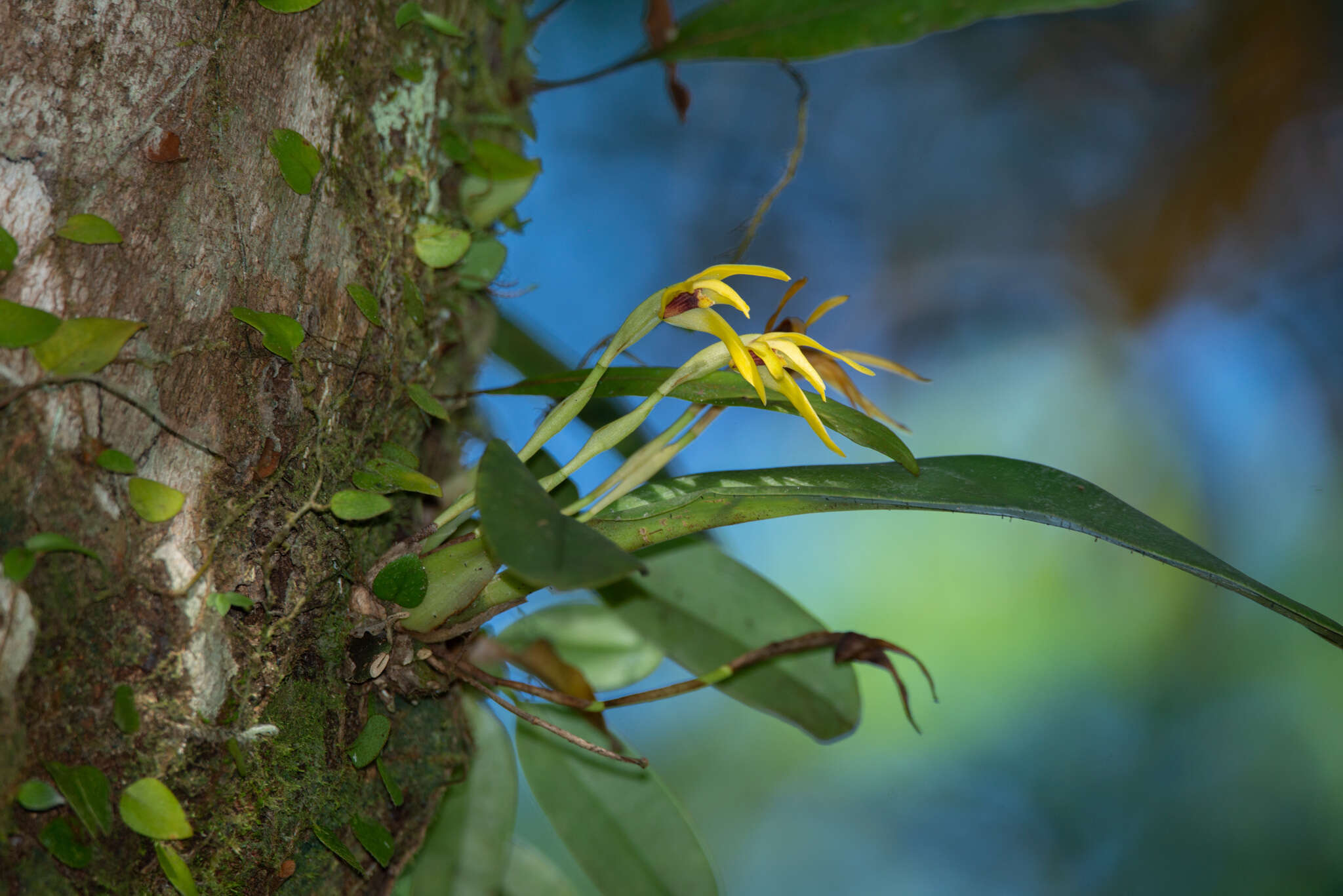 Image of Maxillaria crocea Lindl.