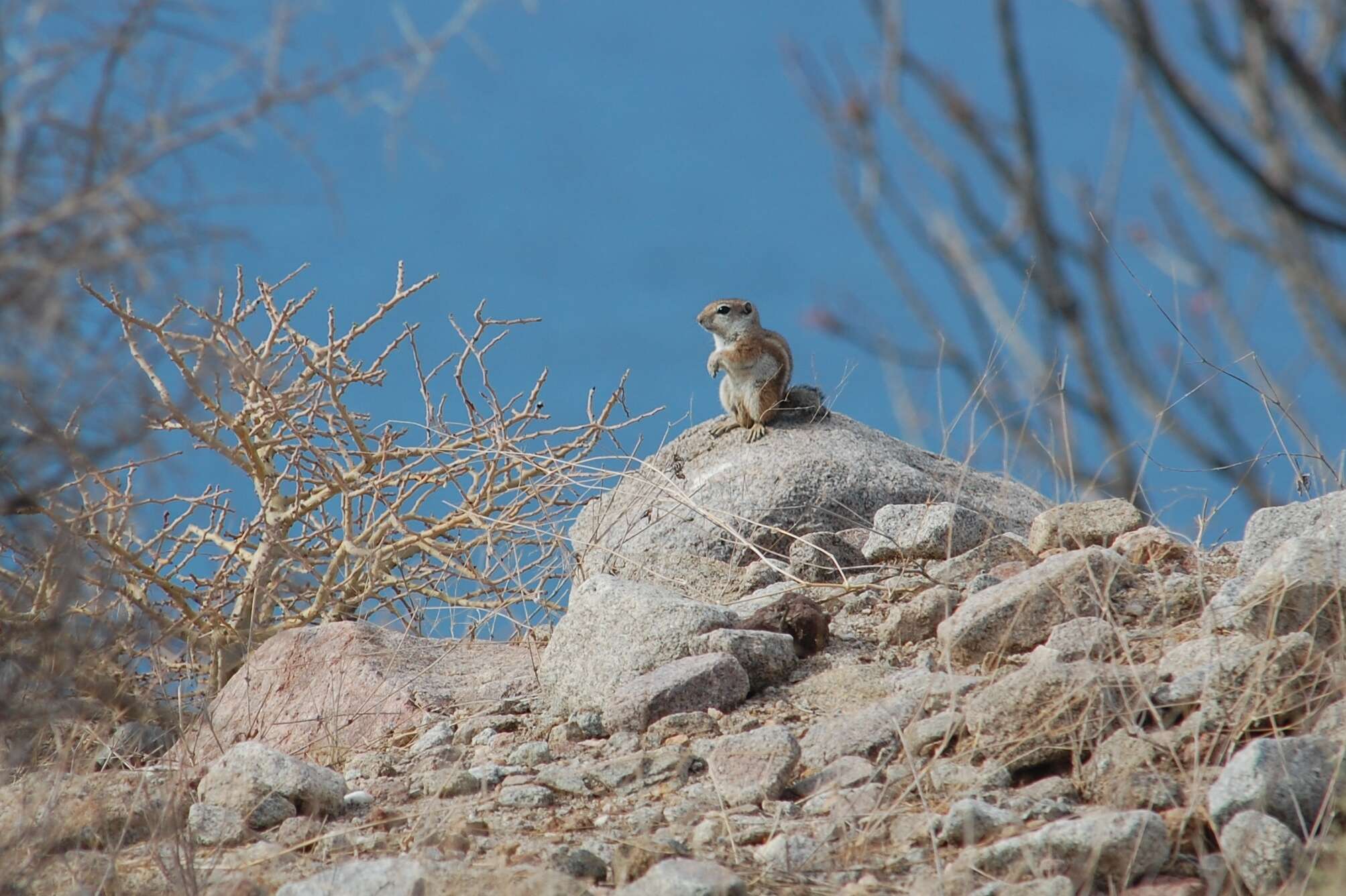 Image of white-tailed antelope squirrel