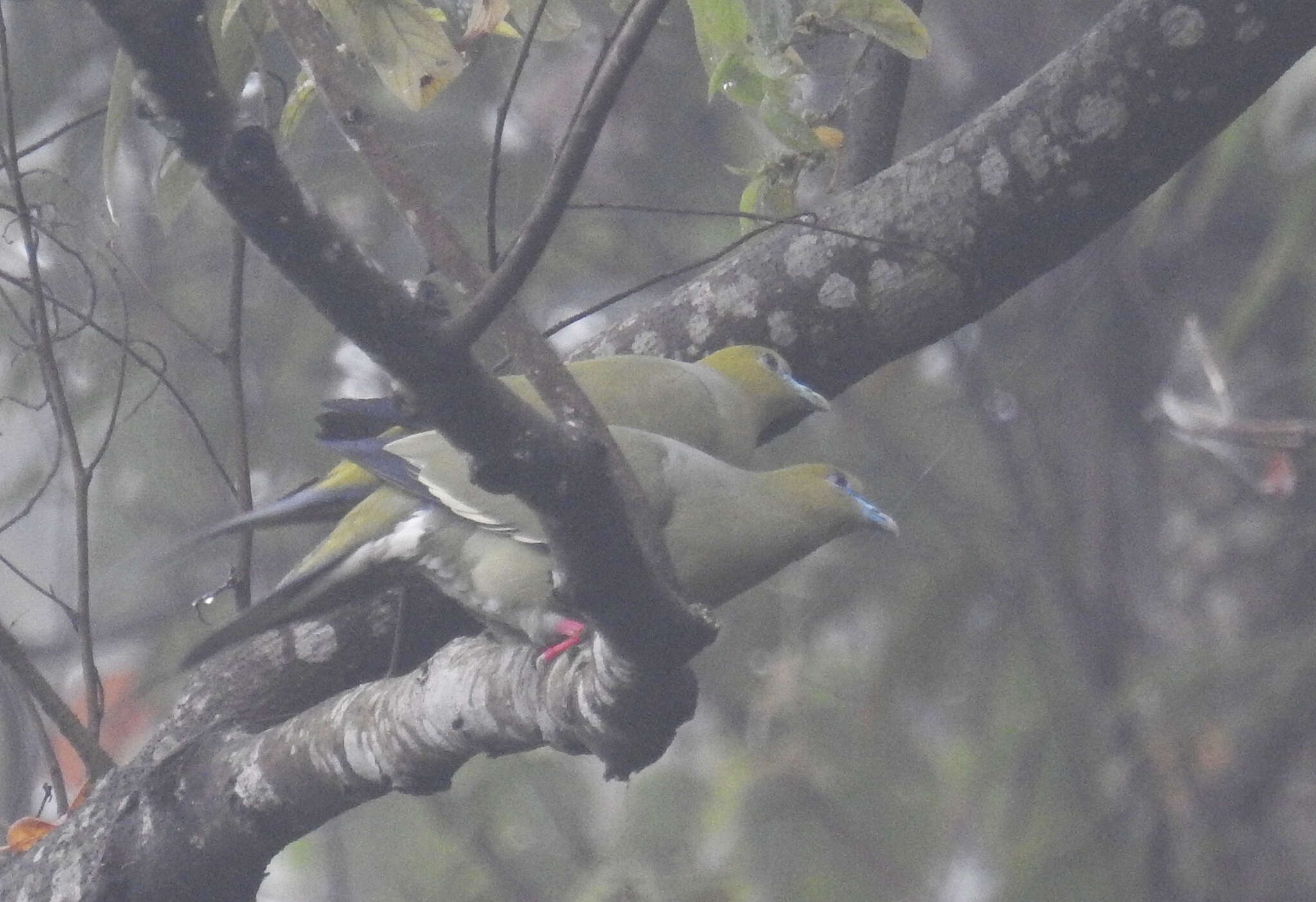 Image of Pin-tailed Green Pigeon