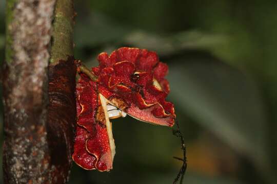 Imagem de Carpotroche platyptera Pittier