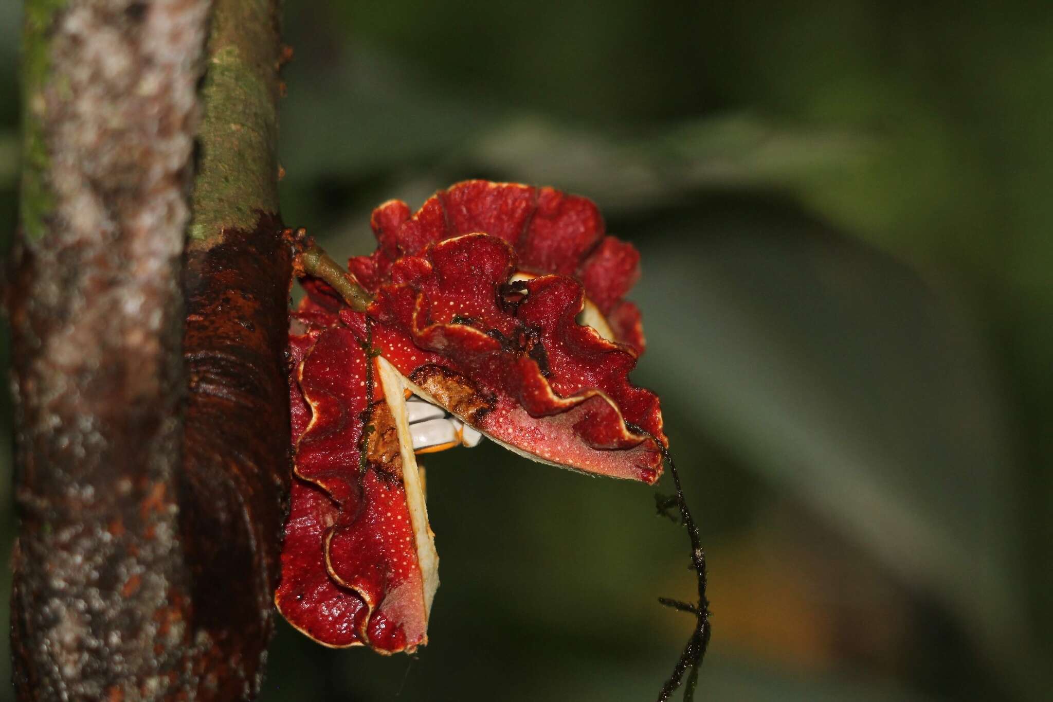 Image de Carpotroche platyptera Pittier