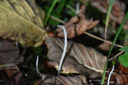 Clavaria falcata Pers. 1794 resmi