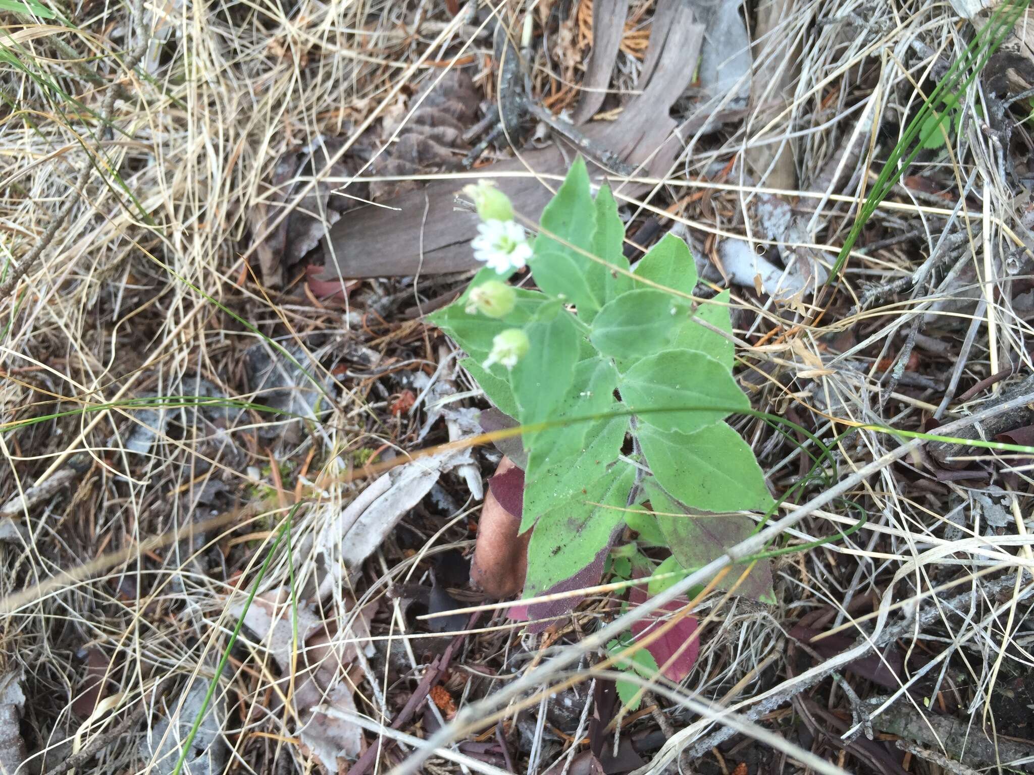 Image of Menzies' campion