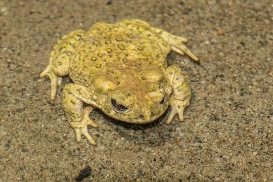 Image of Arroyo toad