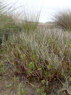 Image of Juncus articulatus subsp. articulatus