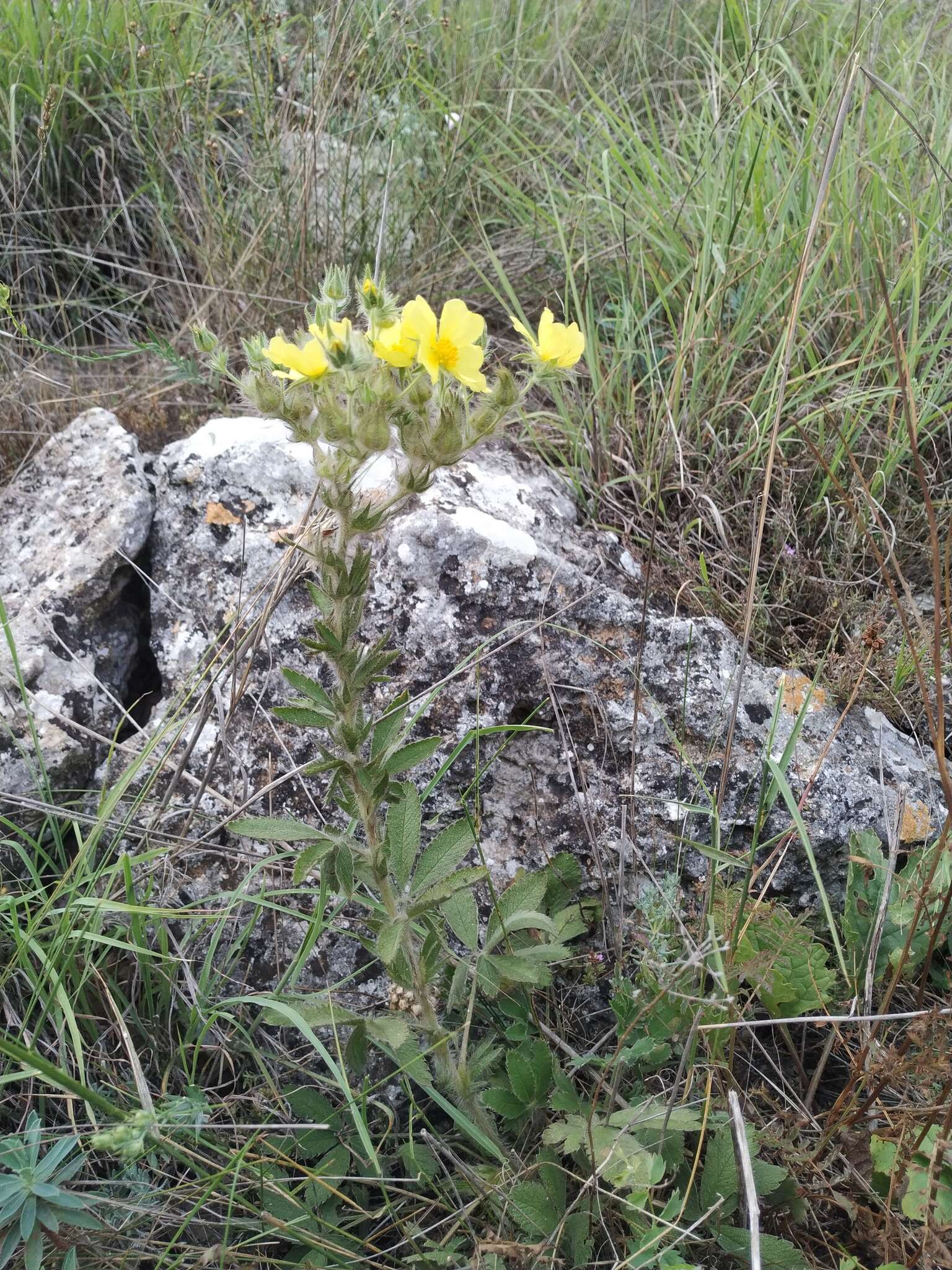 Image of Potentilla astracanica subsp. callieri (Th. Wolf) J. Soják