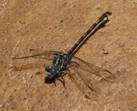 Imagem de Ceratogomphus triceraticus Balinsky 1963