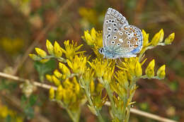 Image of Polyommatus bellargus (Rottemburg 1775)