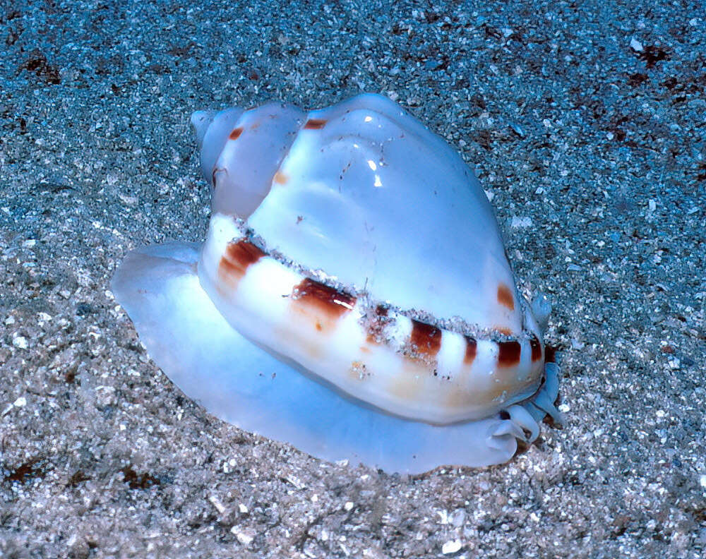 Image of Agate Helmet