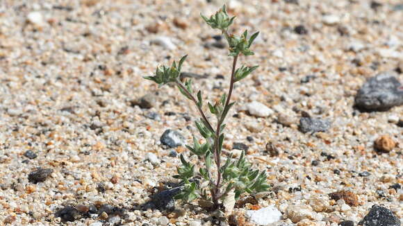 Image of California cottonrose