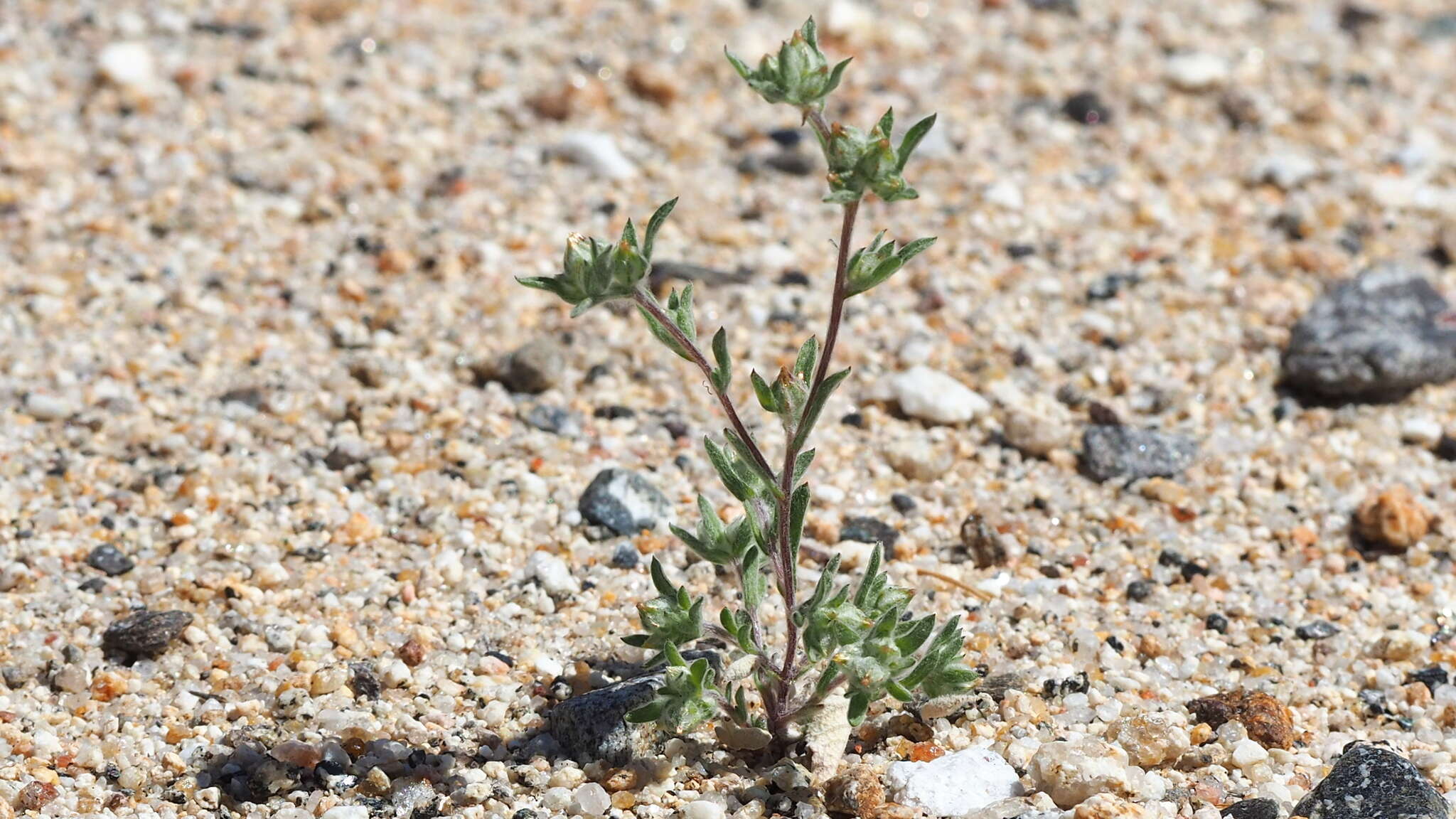 Logfia californica (Nutt.) J. Holub resmi