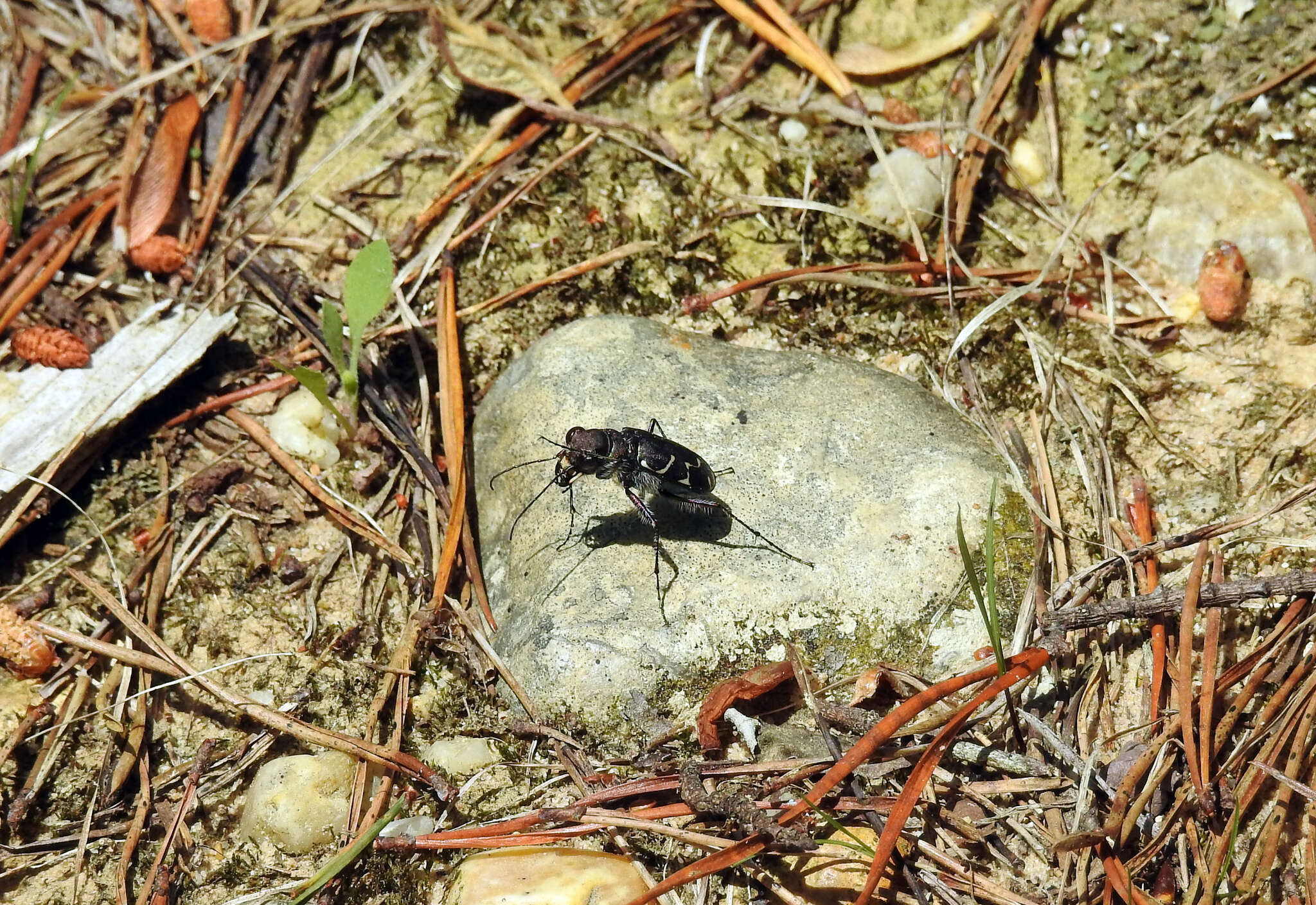 Image of Cicindela (Cicindela) tranquebarica tranquebarica Herbst 1806