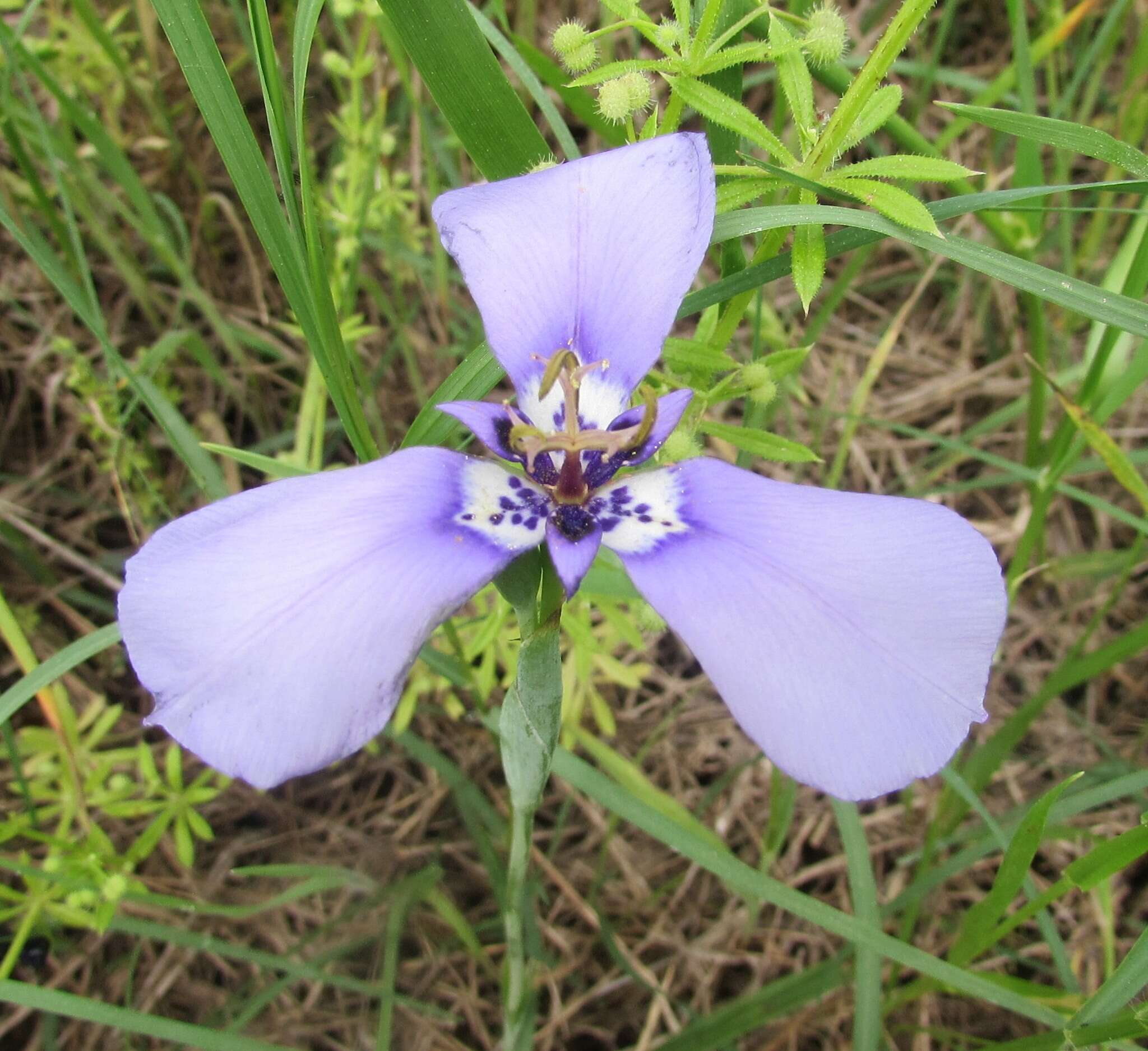 Image of Herbertia lahue (Molina) Goldblatt