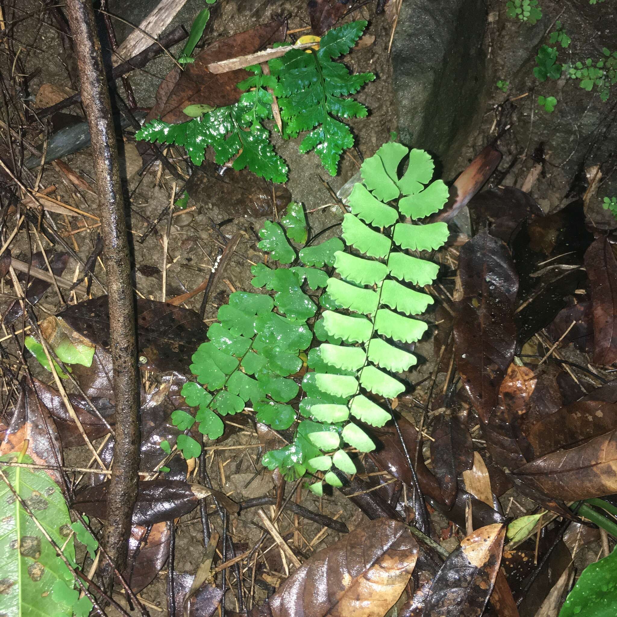 Adiantum menglianense Y. Y. Qian的圖片