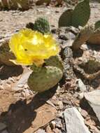 Image of Golden Prickly-pear