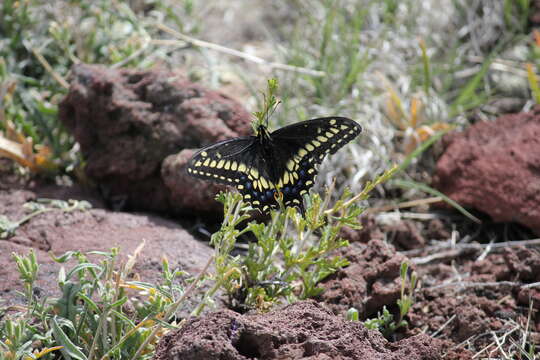 Image of <i>Papilio machaon bairdii</i>