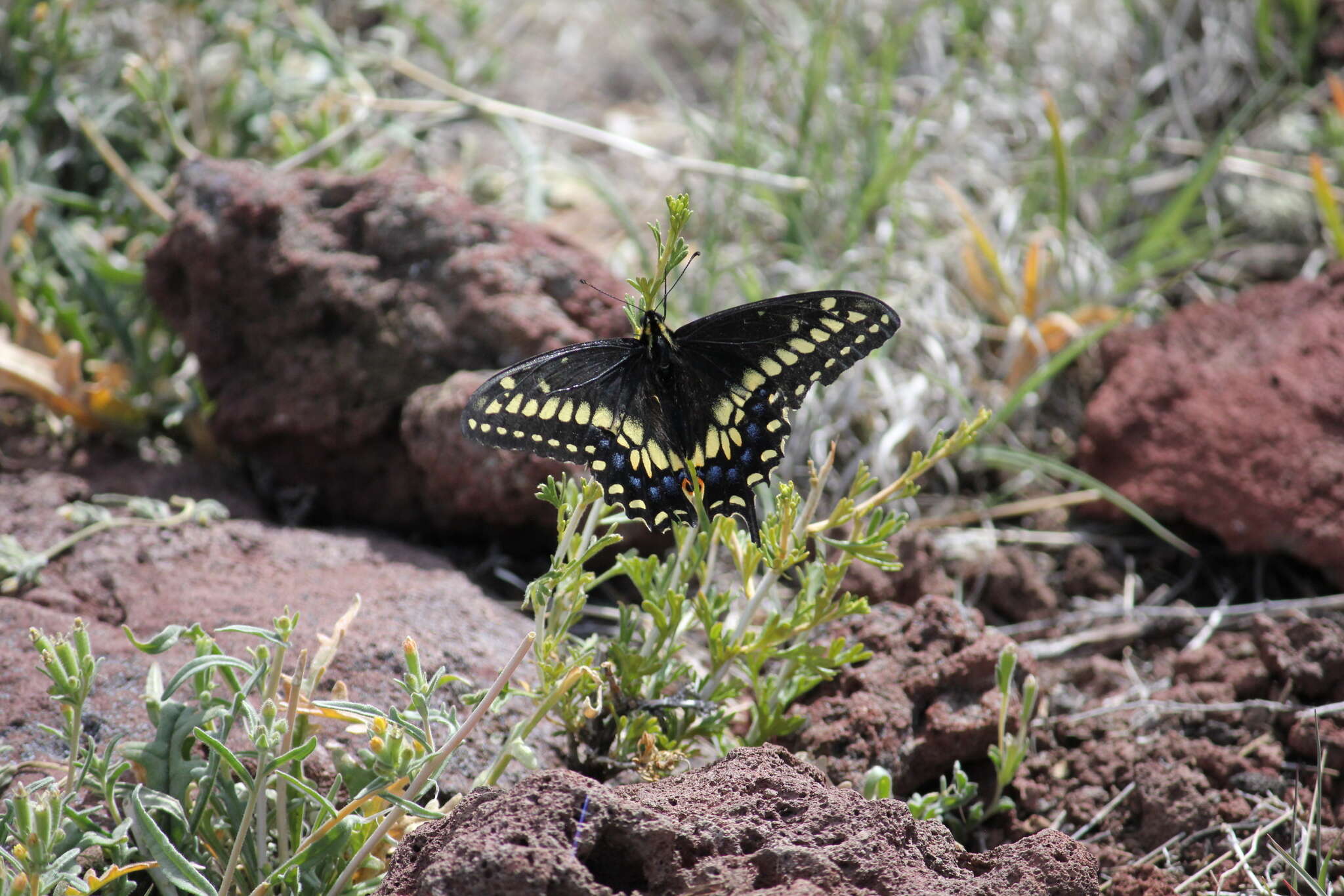 Imagem de <i>Papilio machaon bairdii</i>