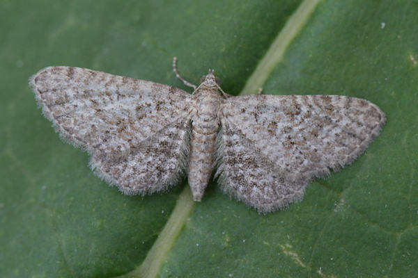 Image of Eupithecia cuculliaria Rebel 1907