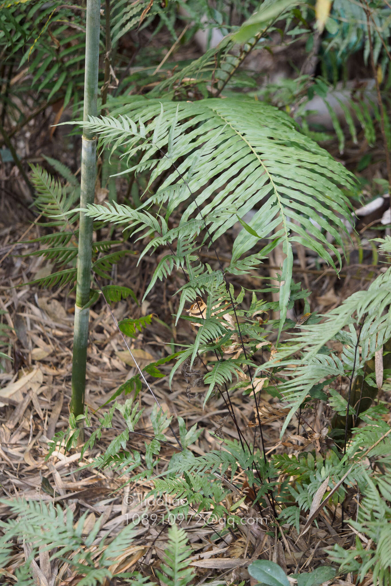 Image of Pteris dissitifolia Bak.